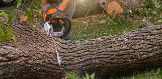 Best Storm Damage Tree Cleanup  in Ionia, MI