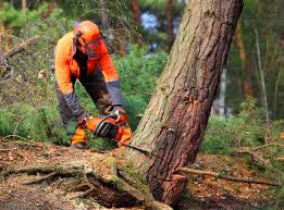 Best Fruit Tree Pruning  in Ionia, MI