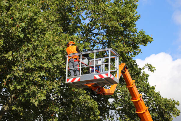 Professional Tree Removal in Ionia, MI