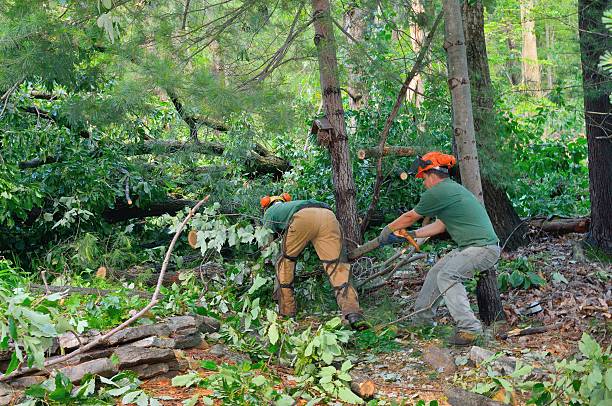 How Our Tree Care Process Works  in  Ionia, MI